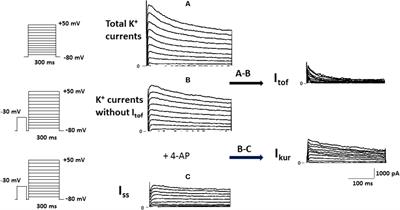 Calcitriol, the Bioactive Metabolite of Vitamin D, Increases Ventricular K+ Currents in Isolated Mouse Cardiomyocytes